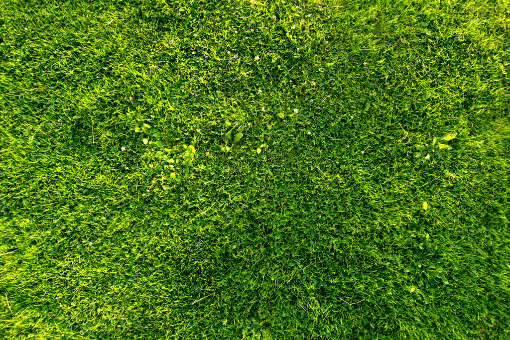 Sattgrüne, gepflegte Vegetation im Detail